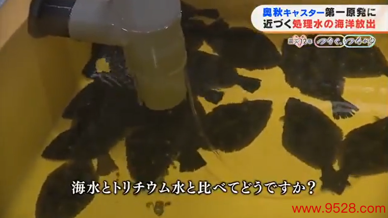 日本开展核浑水养鱼教师（福岛电视台）